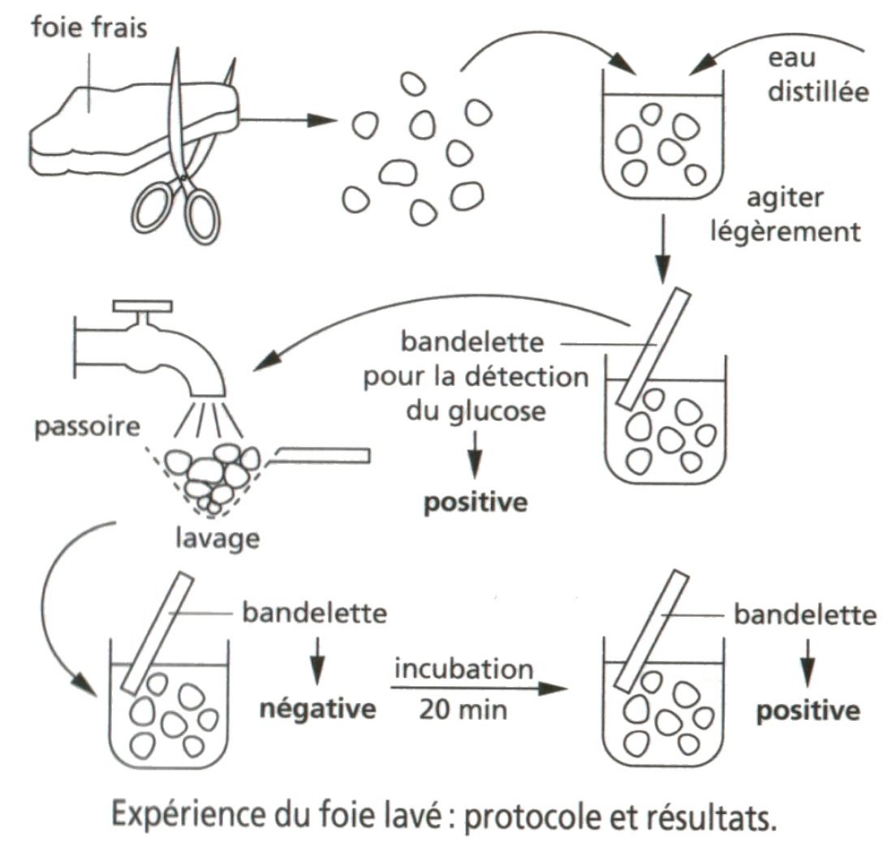 GLYCOGENE foie lave protocole.jpg